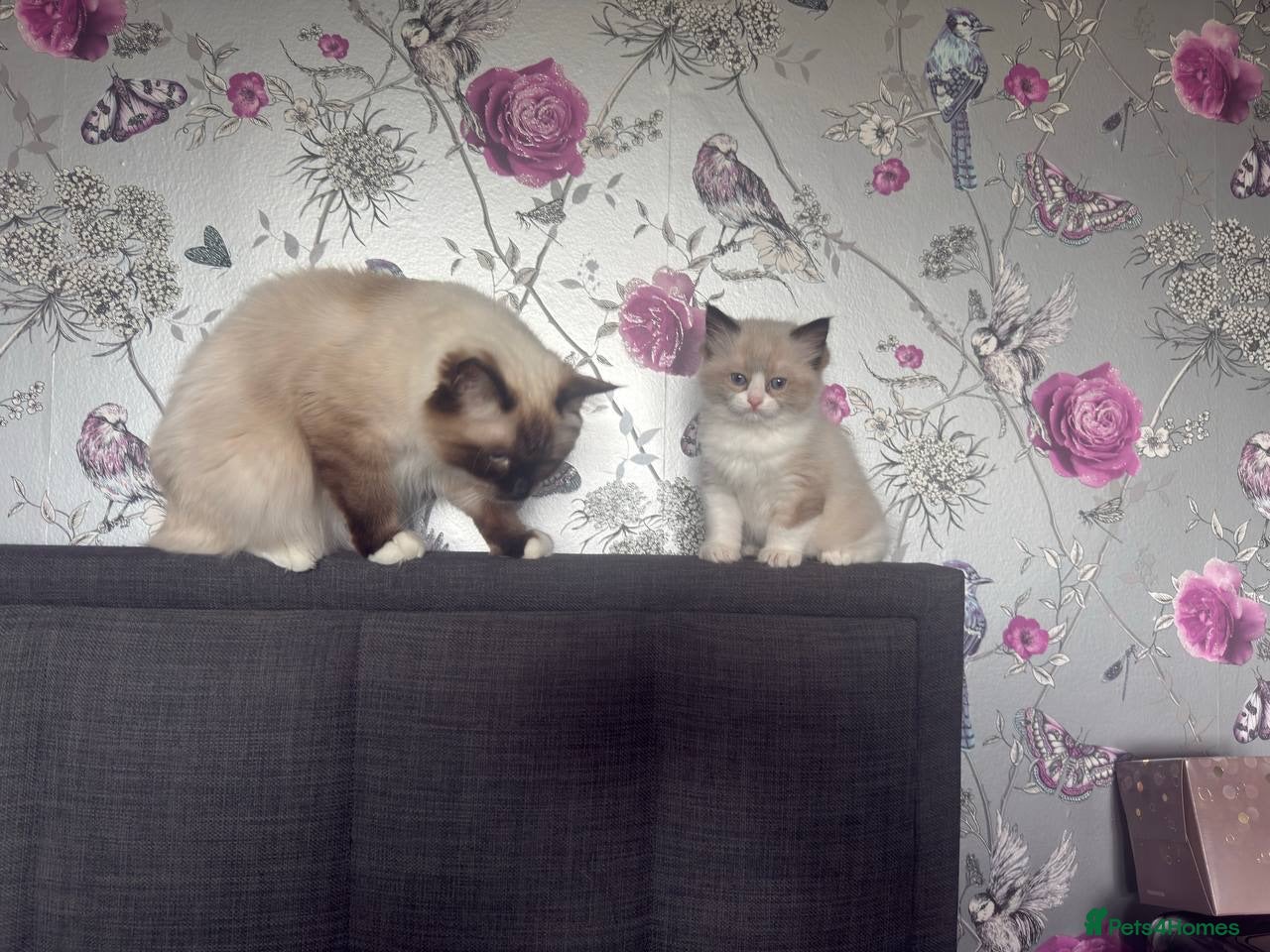 Ragdoll cats Male Mitted Seal Point Ragdoll Kitten - Advert 1