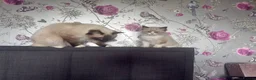 Ragdoll cats for sale: Male Mitted Seal Point Ragdoll Kitten - Advert 1