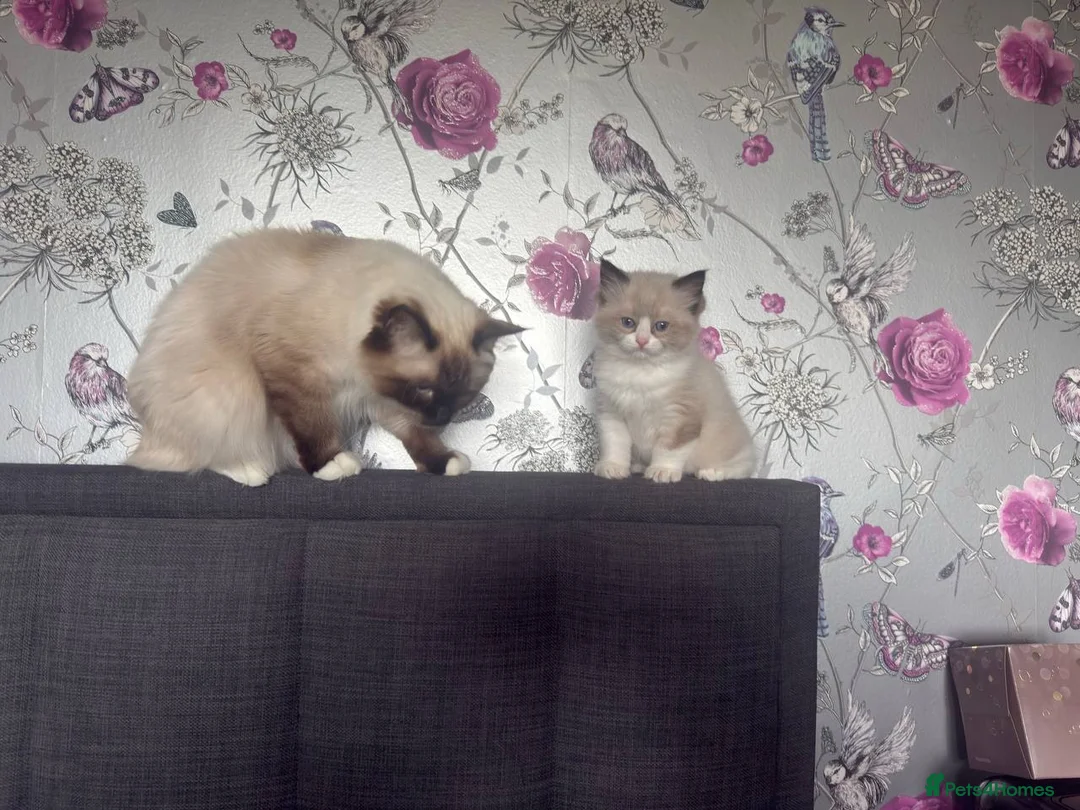 Ragdoll cats for sale: Male Mitted Seal Point Ragdoll Kitten - Advert 1
