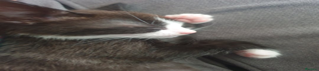 Domestic Shorthair Kitten 1