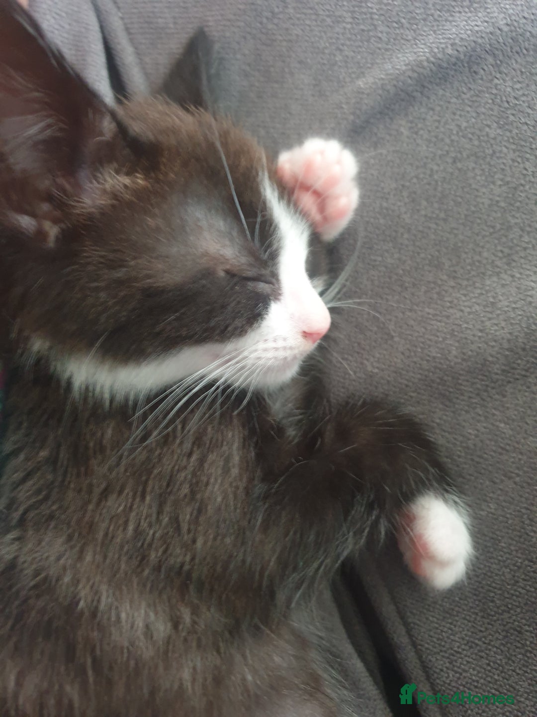 Domestic Shorthair cats for sale: Beautiful Domestic Short-haired kittens - Image 14