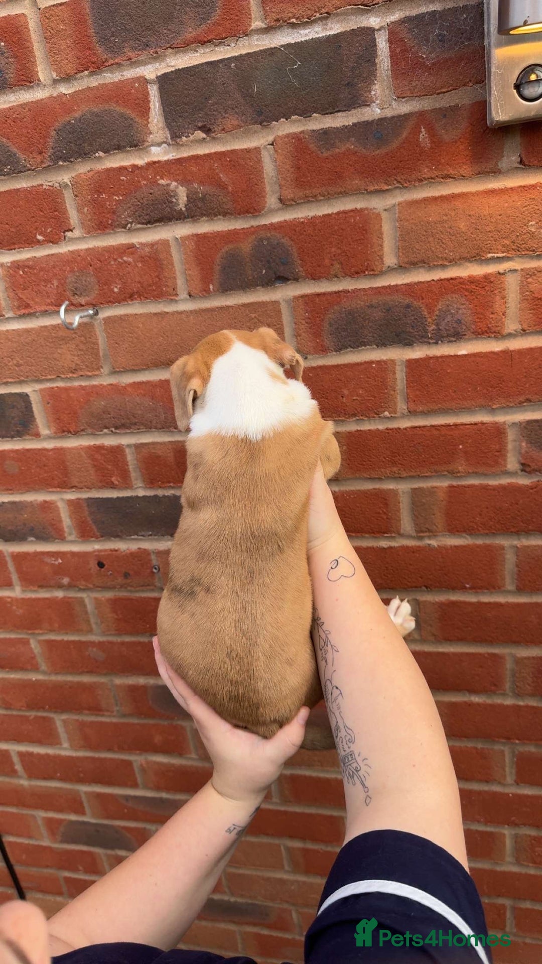 Alapaha Blue Blood Bulldog dogs for sale: Alapaha blue blood bulldog puppy’s  - Image 3