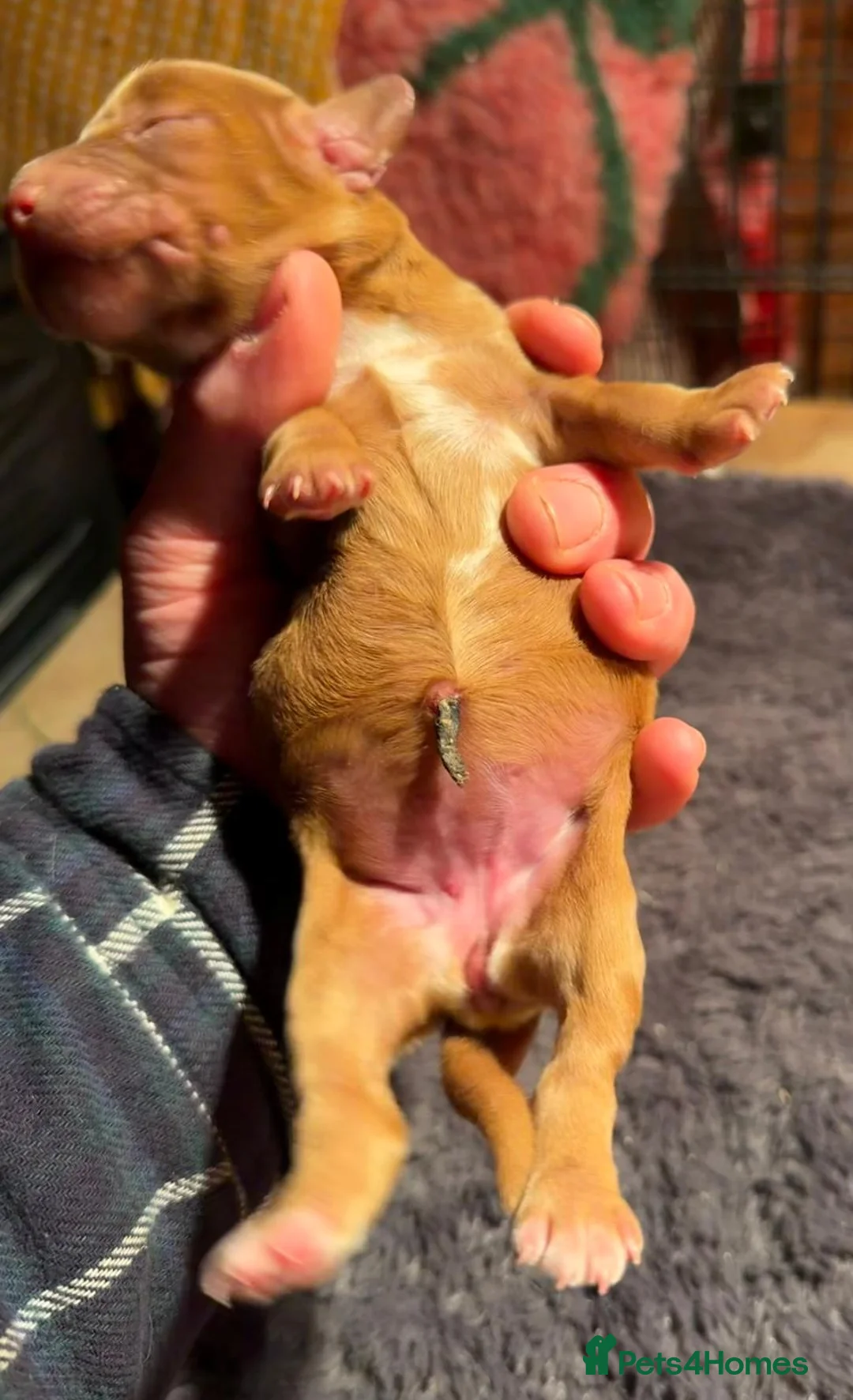 Cocker Spaniel dogs for sale: 1 Choc Tan Bitch KC Working Cocker Spaniel Puppies - Advert 16