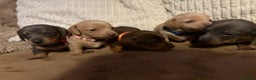 Miniature Dachshund dogs for sale: Miniature dachshund puppies forsale - Advert 8