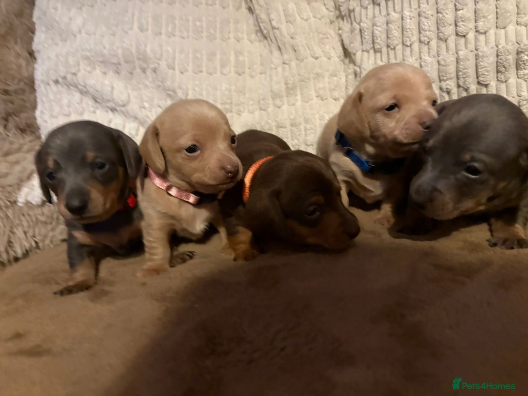 Miniature Dachshund dogs for sale: Miniature dachshund puppies forsale - Advert 8