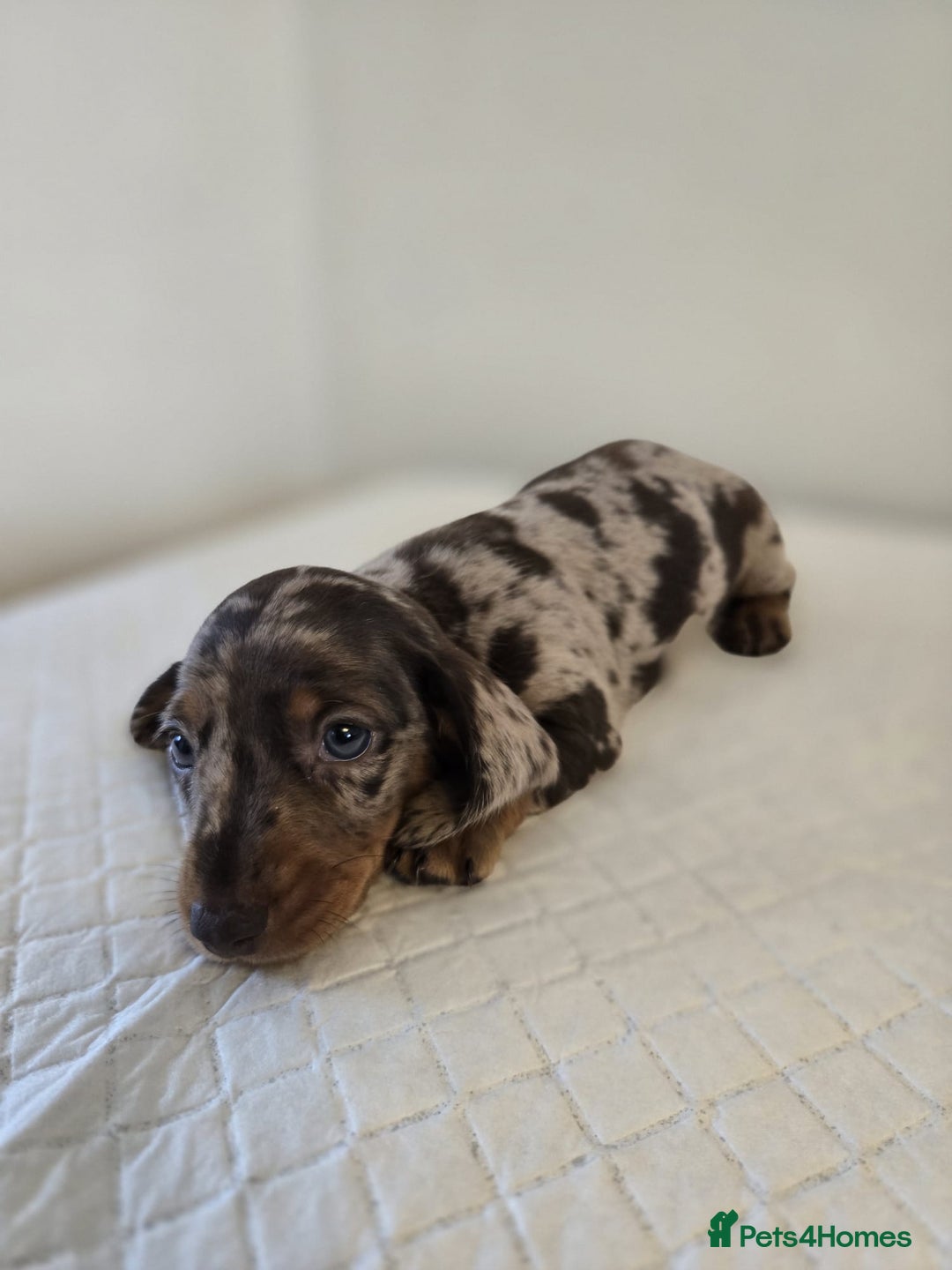 Dachshund dogs for sale: Beautiful dachshund babies  - Image 8