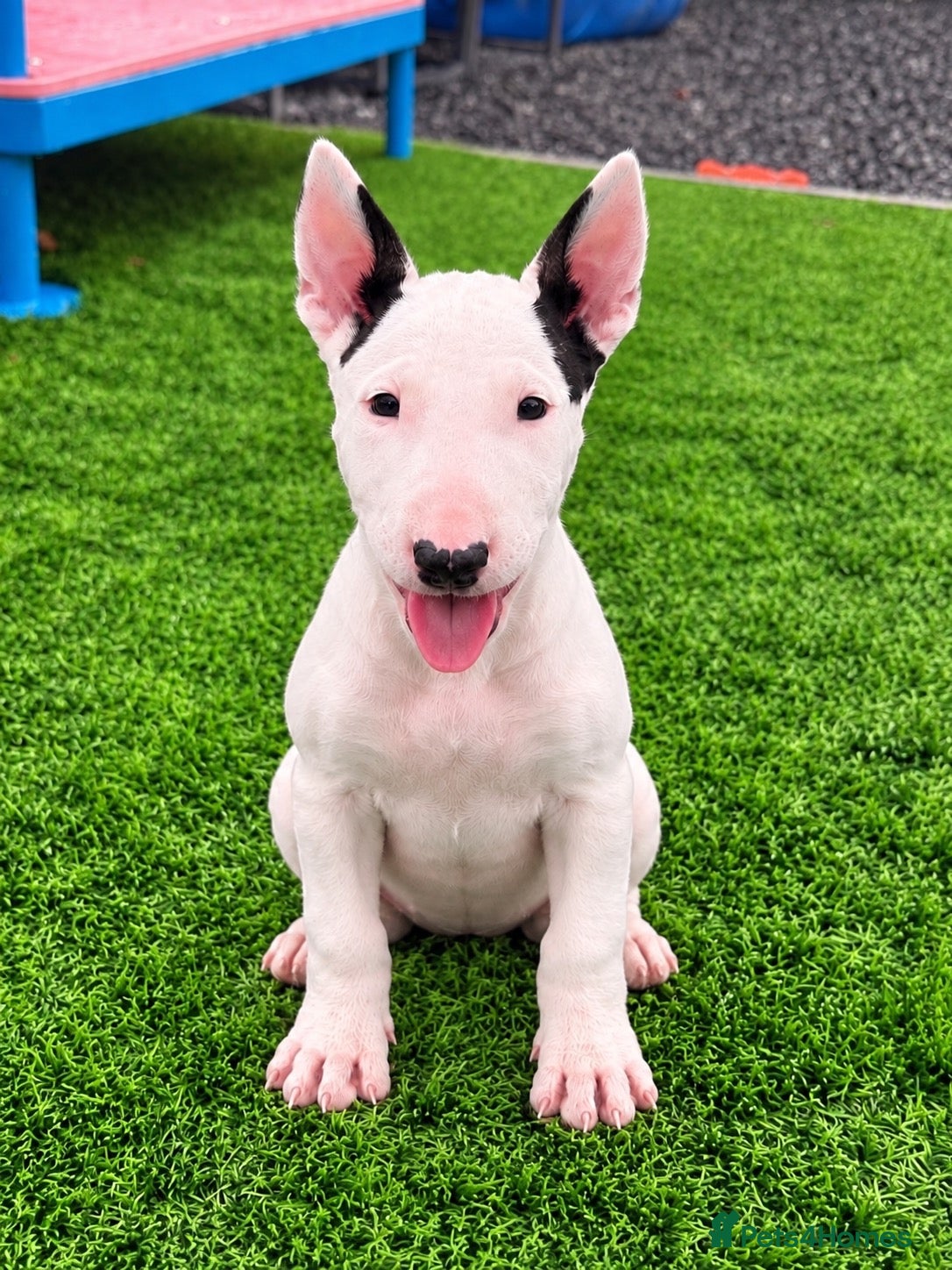 Bull Terrier dogs Stunning English bull terrier puppies for sale  - Advert 2