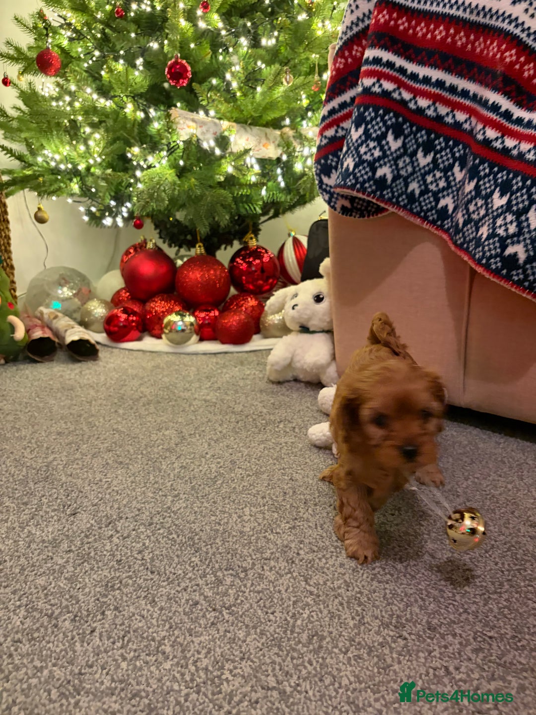 Cavapoo dogs for sale: Female Cavapoo  - Advert 12