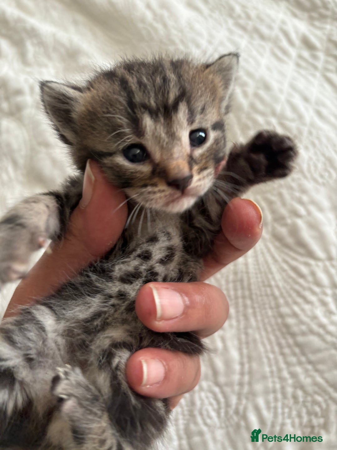 Maine Coon cats for sale: 🌟Adorable kittens now ready 4 forever home🌟 - Image 28