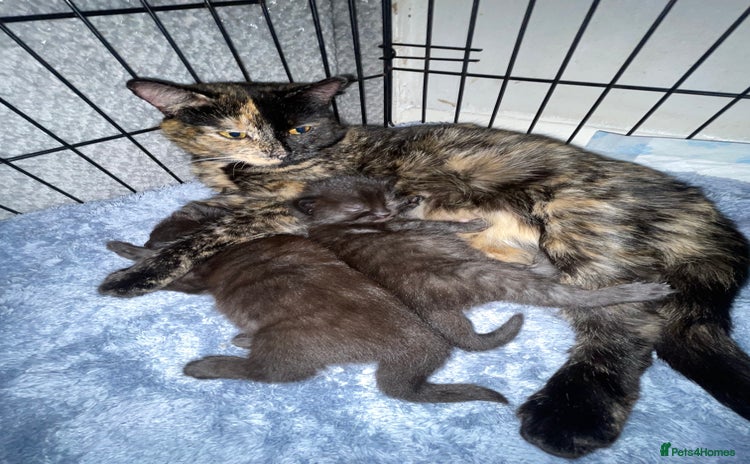 British Longhair cats 2 beautiful kittens  - Advert 6