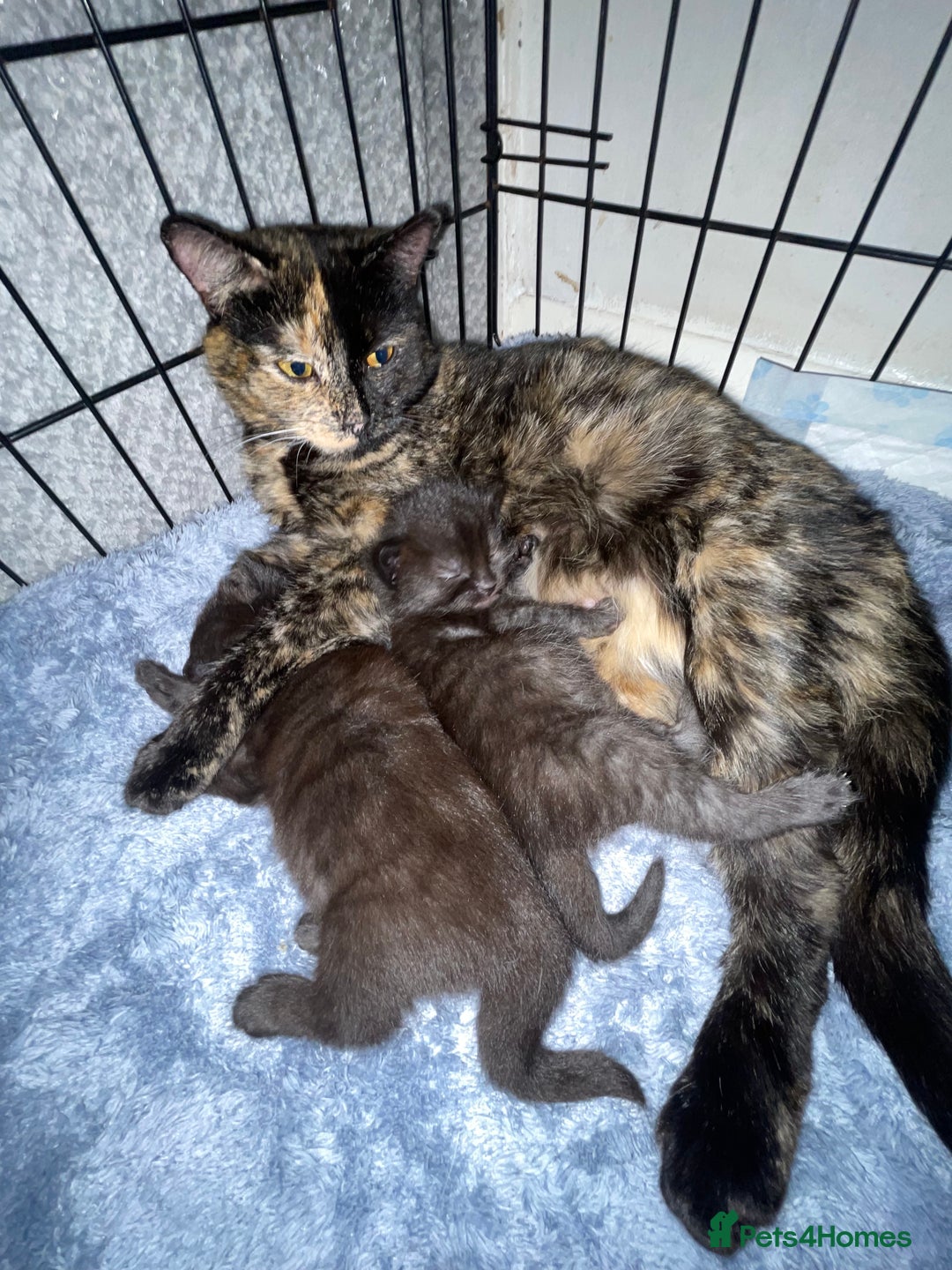 British Longhair cats for sale: 2 beautiful kittens  - Advert 1