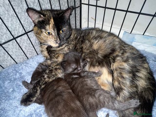 British Longhair cats 2 beautiful kittens - Advert 1