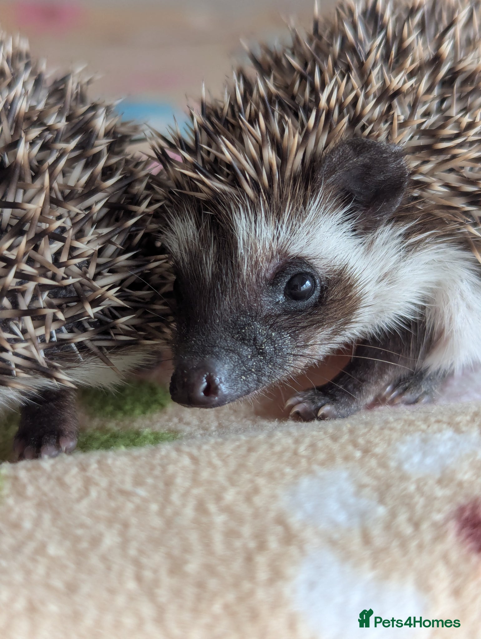 Pygmy Hedgehog rodents for sale: 2 Gorgeous Hoglets Ready Next Week  - Advert 10