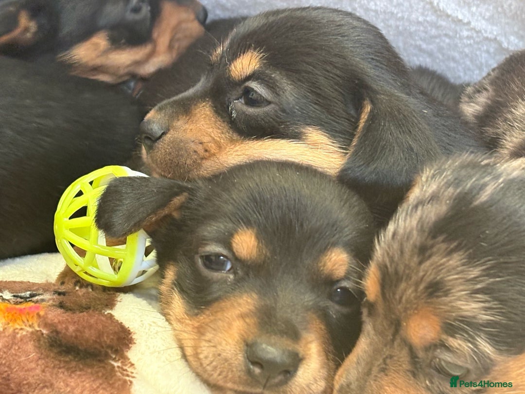 Mixed Breed dogs for sale: Jack Russel/miniature Datchound - Image 25