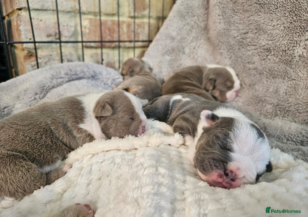 English Bulldog dogs for sale: Outstanding KC English Bulldogs, Top Quality Pups - Image 29