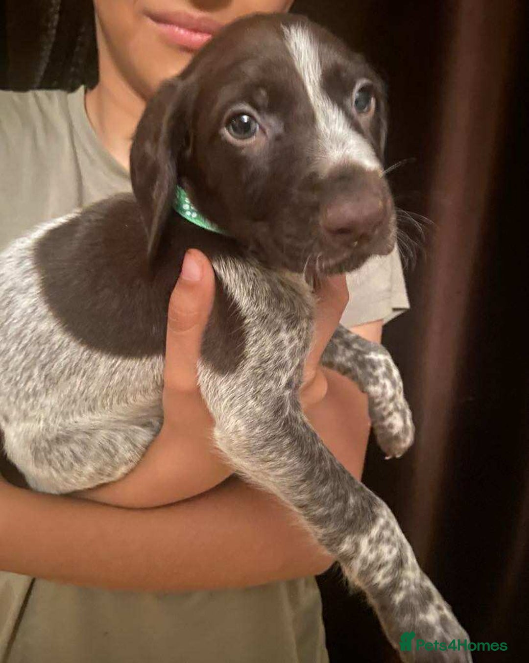 German Shorthaired Pointer dogs for sale: Stunning Litter of GSP puppies - Image 3