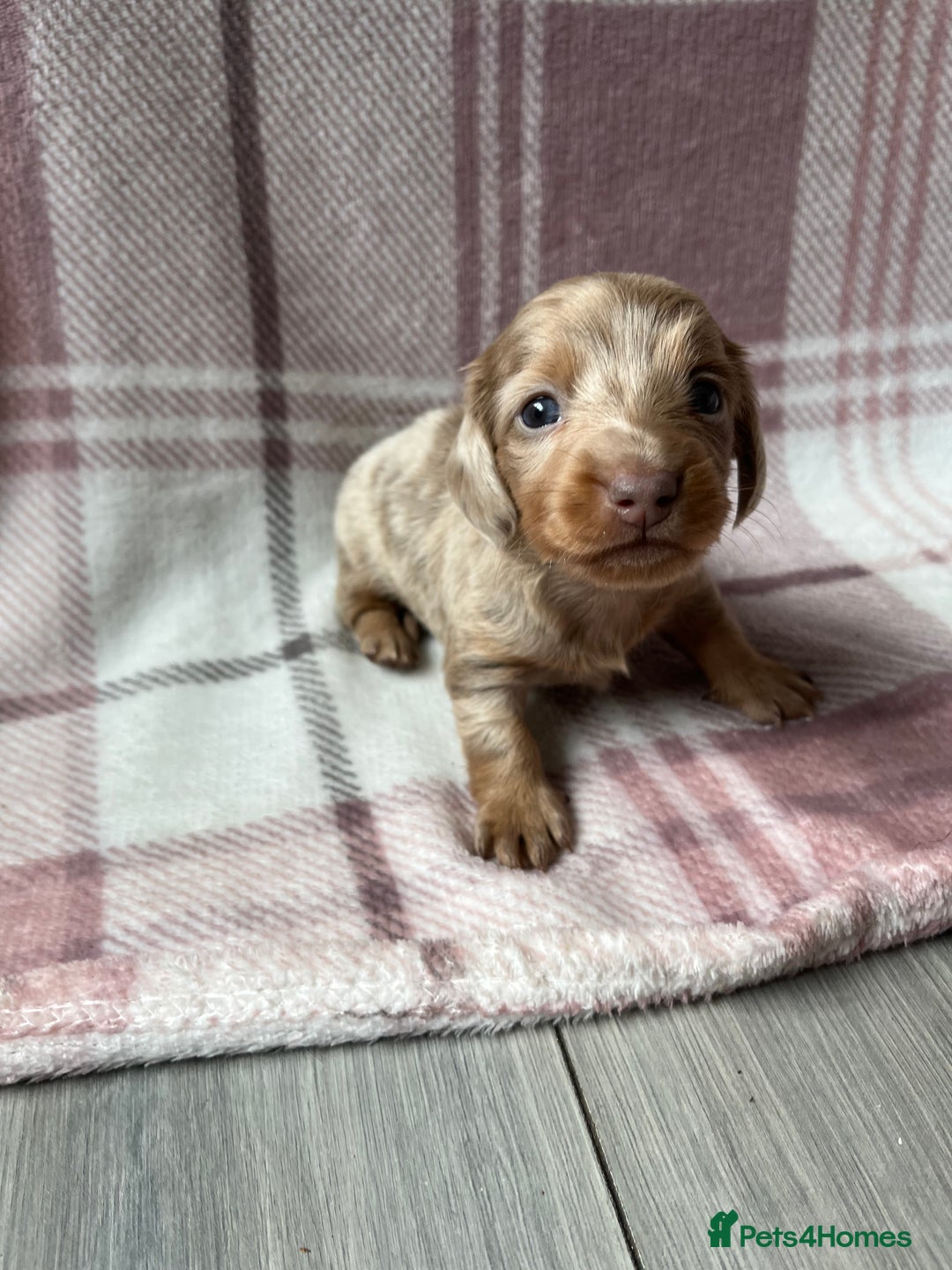 Miniature Dachshund dogs for sale: Miniature dachshunds  - Image 11