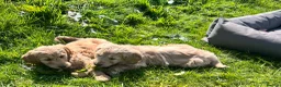 Goldendoodle dogs for sale: Stunning Goldendoodle Puppies - Advert 12