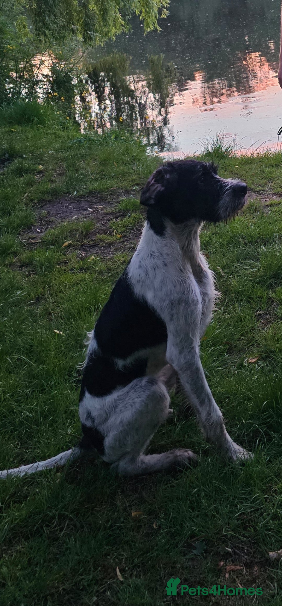 German Wirehaired Pointer dogs for stud: Bruce - Stud - Image 2