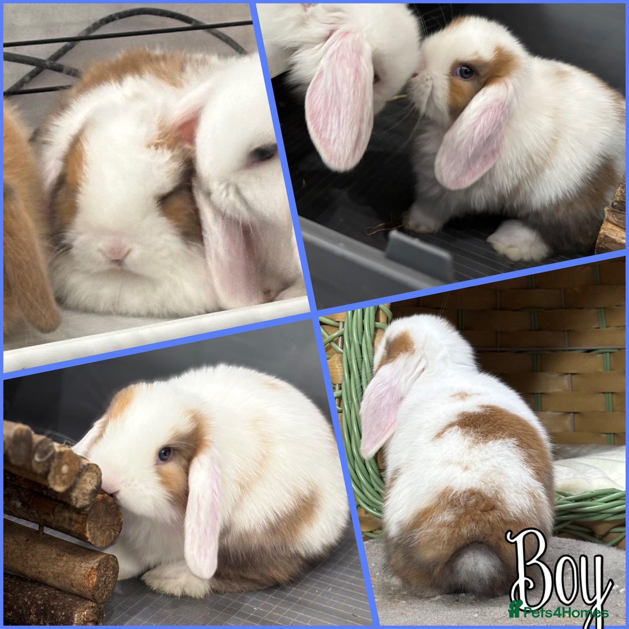 Mini Lop rabbits Beautiful baby mini lops - Advert 2