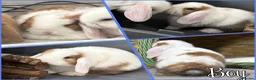 Mini Lop rabbits for sale: Beautiful baby mini lops - Advert 8
