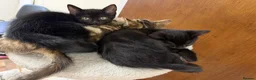Domestic Shorthair cats for sale: 2 black kittens  - Advert 6