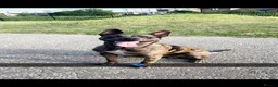 Mixed Breed dogs for stud: Belgian malinios x American bully for stud - Advert 8