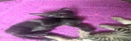 Mixed Breed cats for sale: Beautiful savannah cross ragdoll kittens - Advert 12