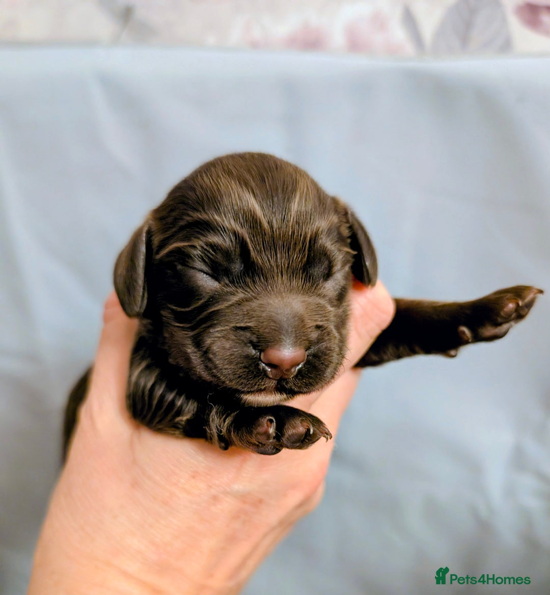 Cocker Spaniel dogs for sale: Working Cocker female puppies  - Advert 5