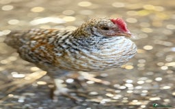 Chickens poultry for sale: Bantam gold welbar - Image 4