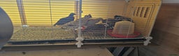 Mixed Breed birds for sale: Quails for Sale. 8 birds - Advert 2