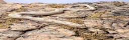 Snake reptiles for sale: Western Hognose  in Westgate-on-Sea - Advert 4