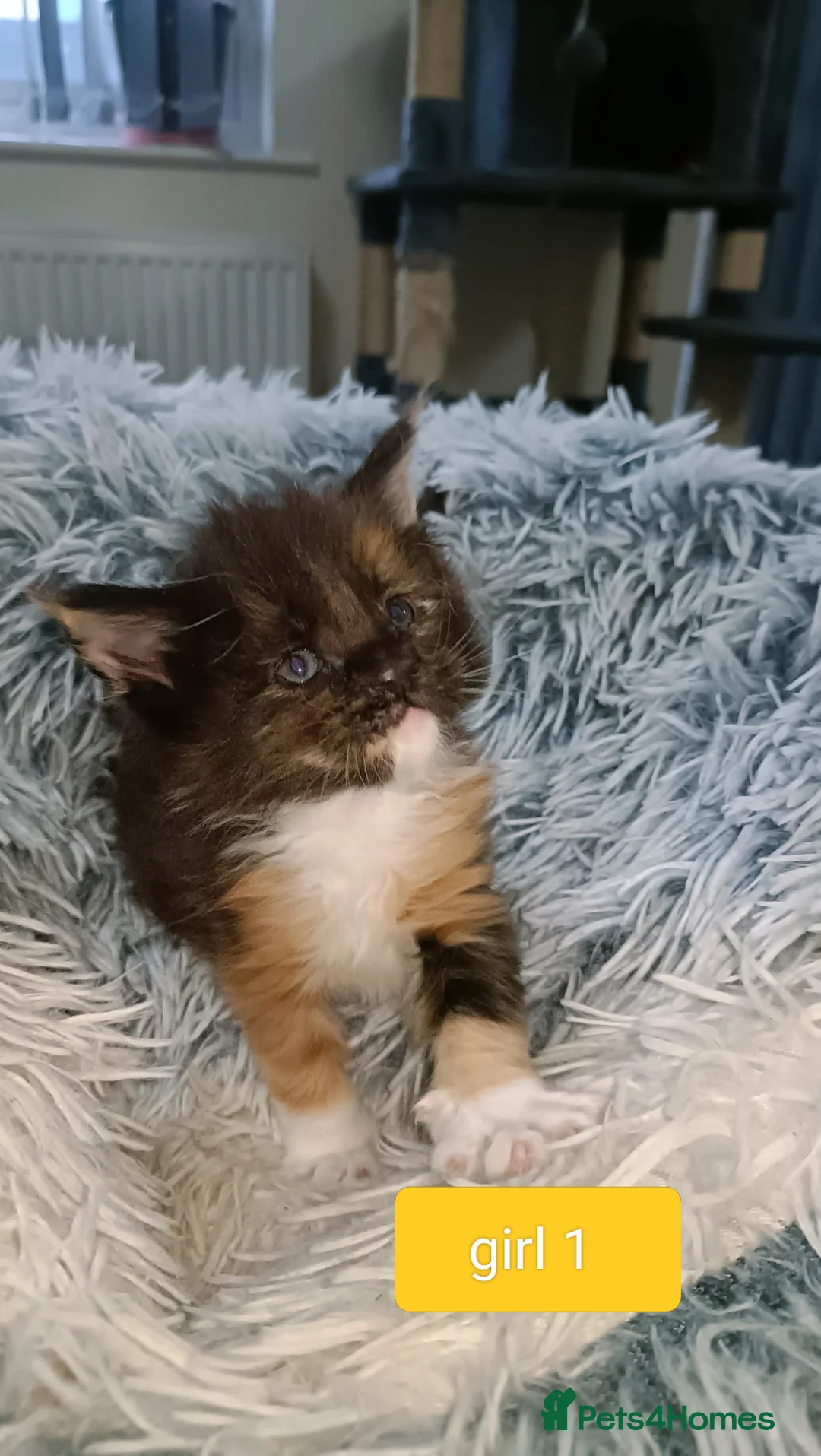 Maine Coon cats for sale: 😻😻😻Adorable fluffy Maine Coon kittens 😻😻😻 - Advert 23