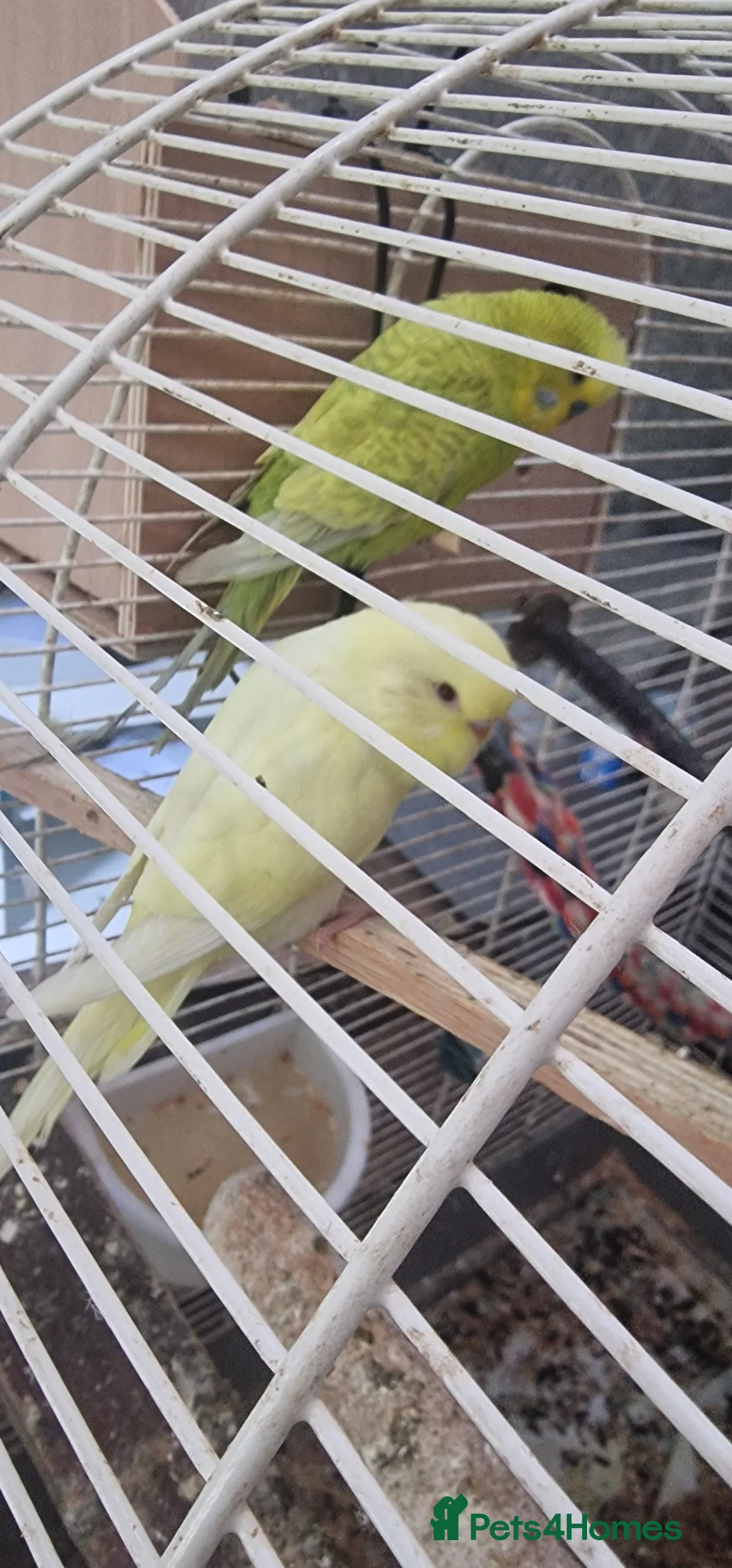 Budgerigars birds for sale: Fimale  in Halifax - Advert 4