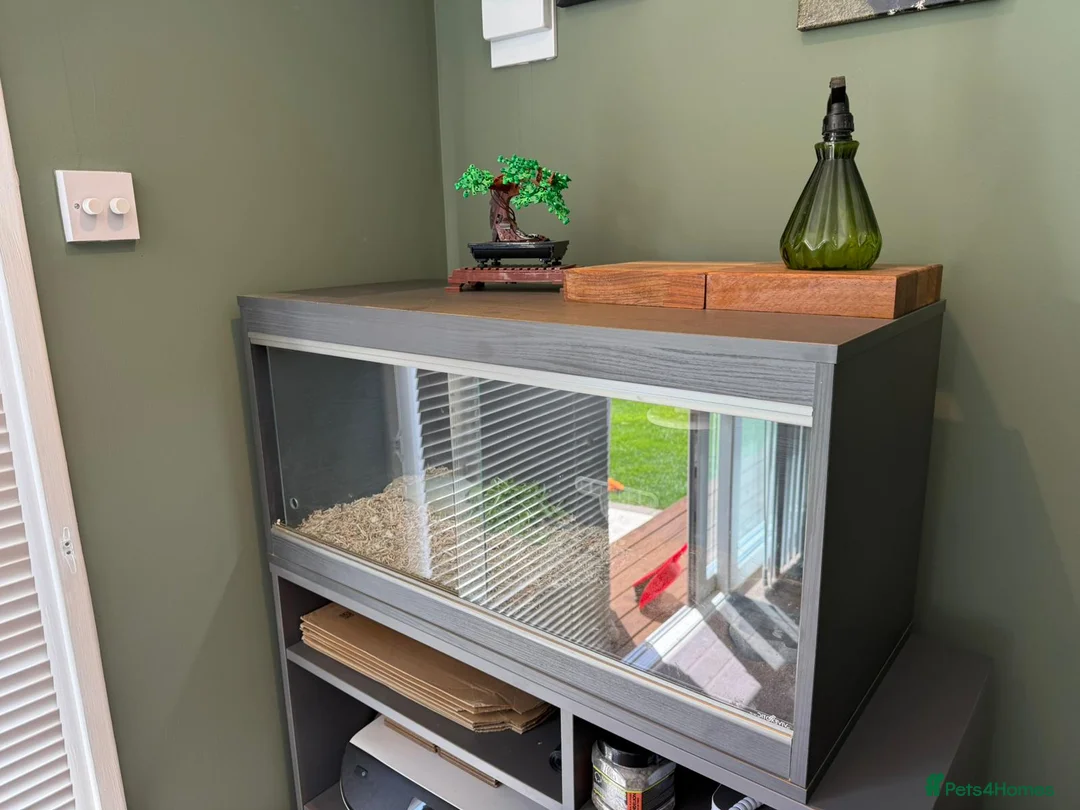 Hermann Tortoise reptiles for sale: 2020 Hermann's tortoise + Full Setup, Vet Checked - Advert 2