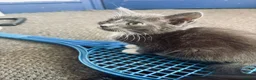 Mixed Breed cats for sale: Little Fluffs are looking for home - Advert 29