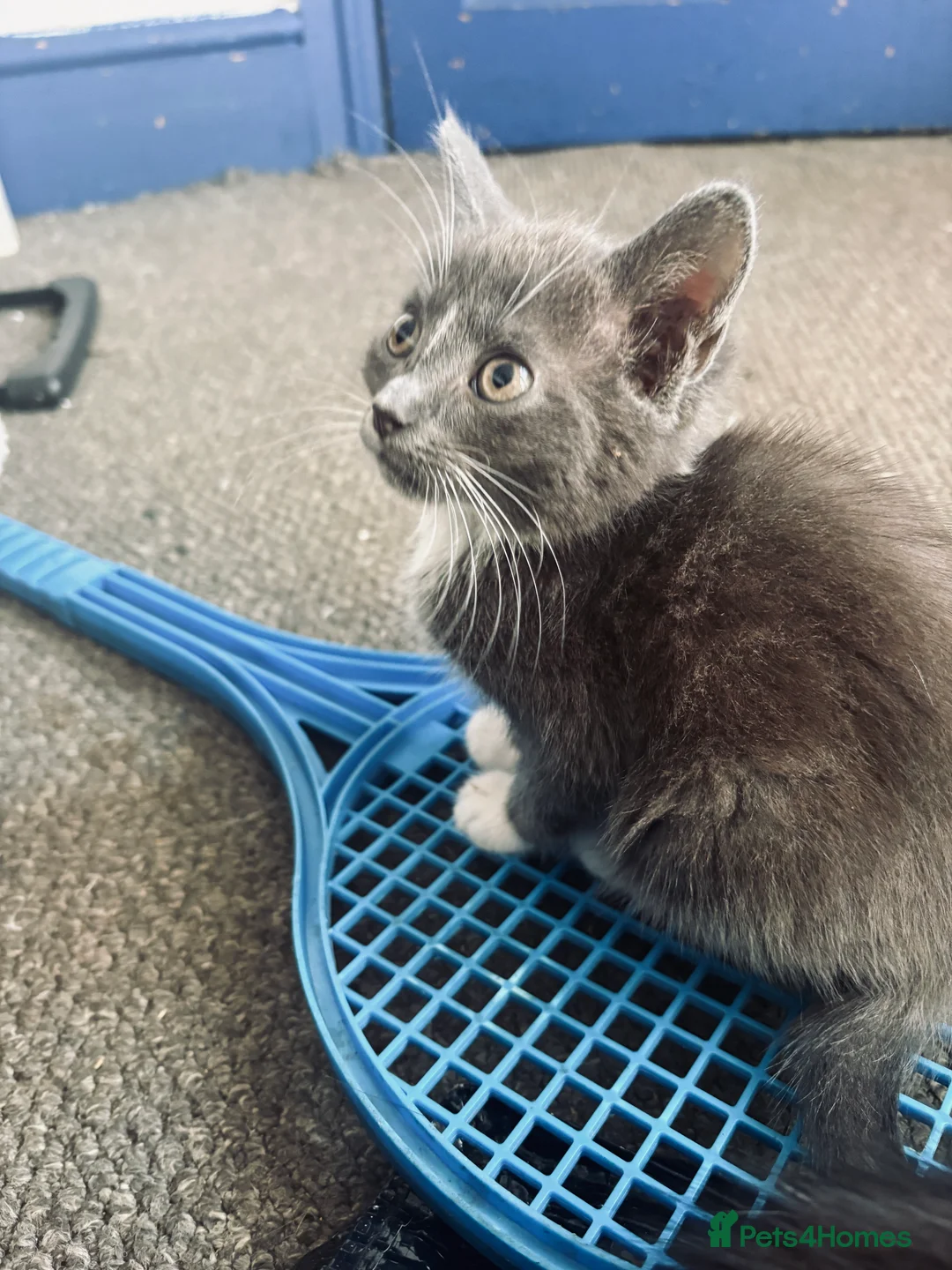 Mixed Breed cats for sale: Little Fluffs are looking for home - Advert 29