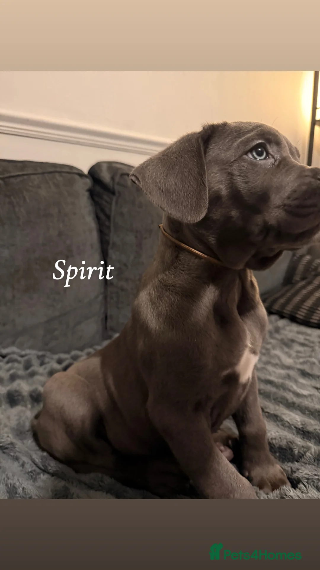 Cane Corso dogs for sale: Blue/lilac cane corsos  - Advert 6