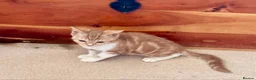 Selkirk Rex cats for sale: Selkirk Rex (shorthaired) girls and boy - Advert 31