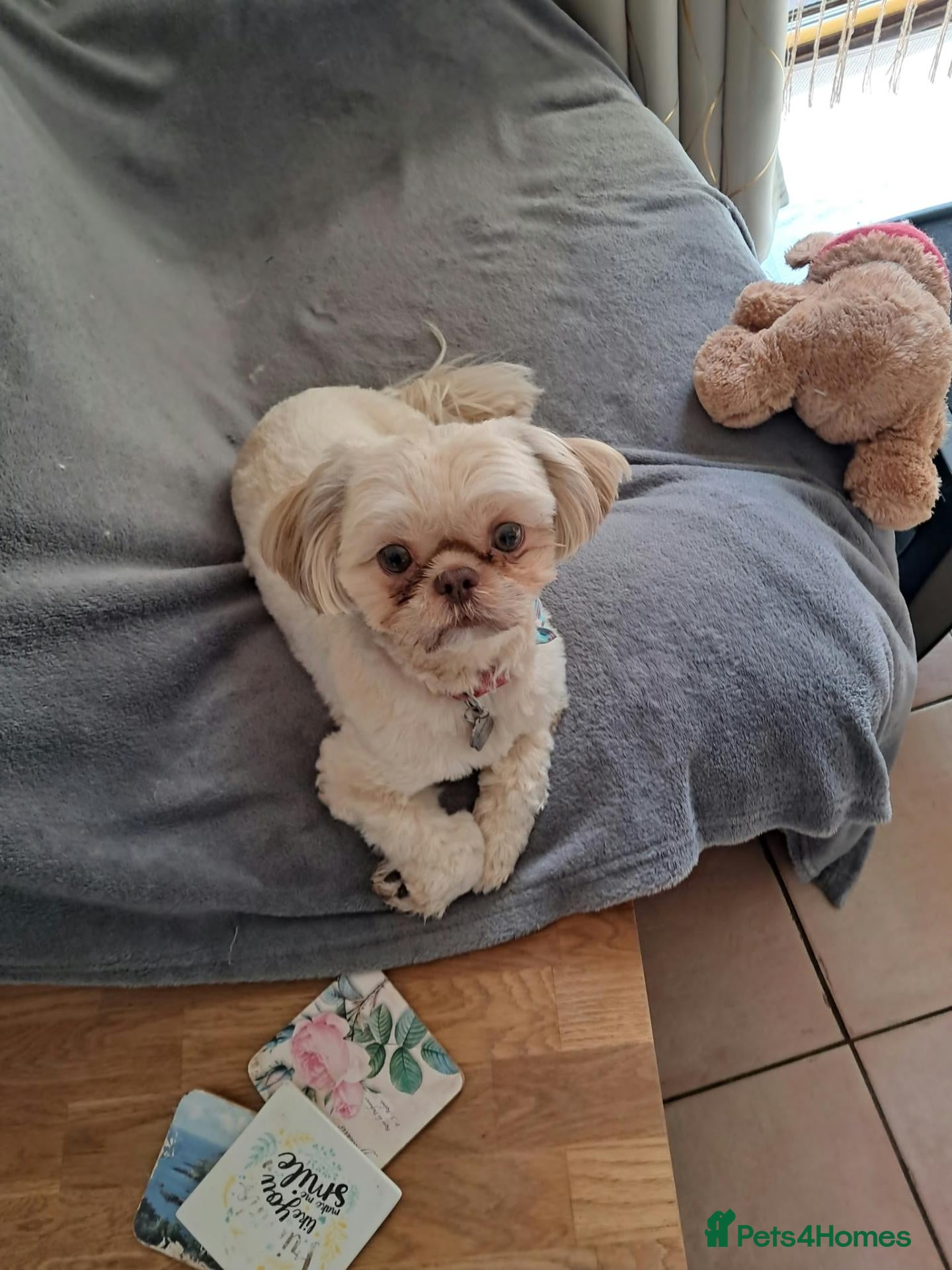 Shih Tzu dogs for sale: Imperial Shihtzu girl  - Advert 4
