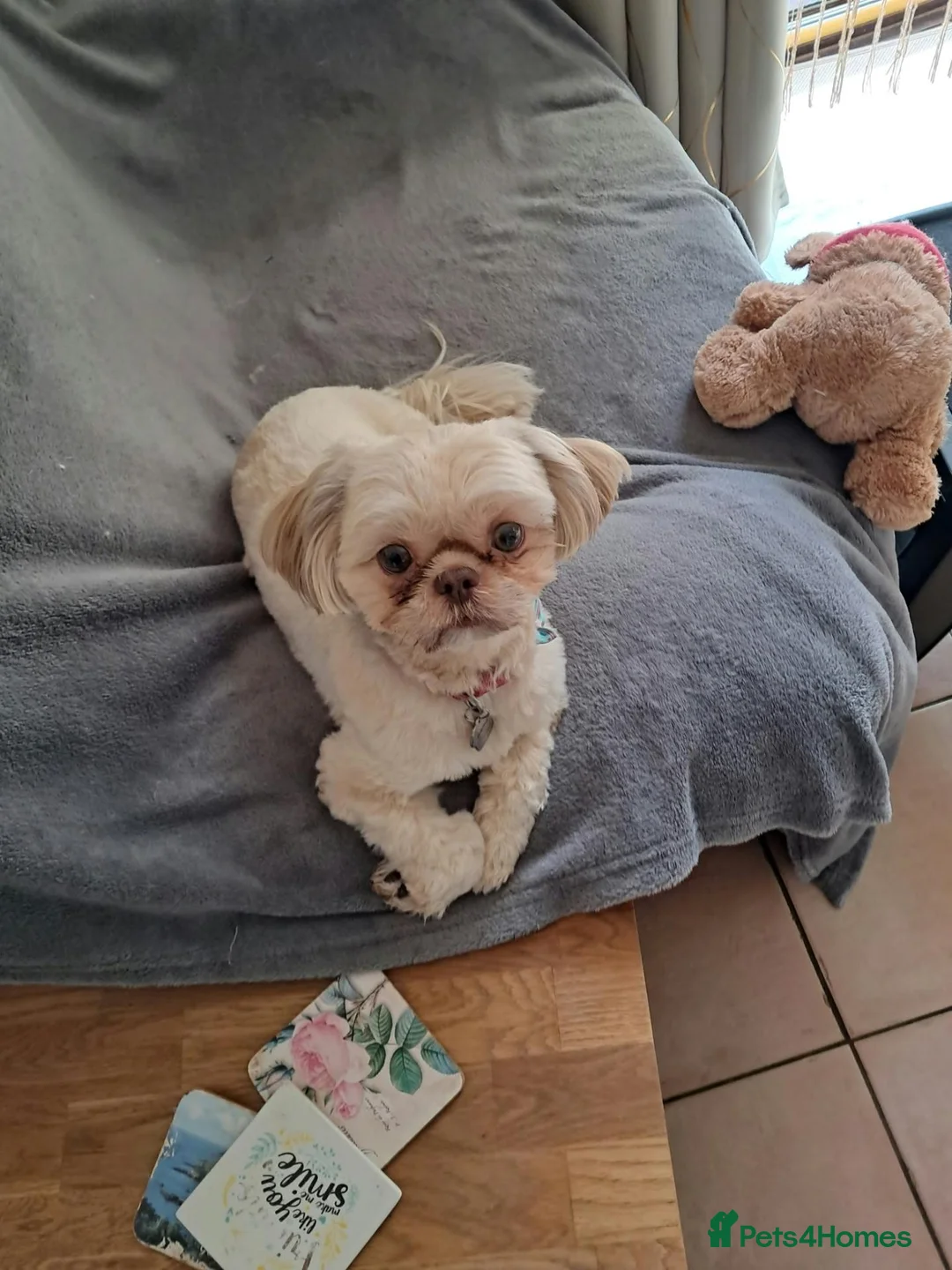 Shih Tzu dogs for sale: Imperial Shihtzu girl  - Advert 1