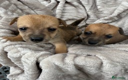 Jack Russell dogs for sale: Beautiful litter of jack Russell puppies  - Image 13