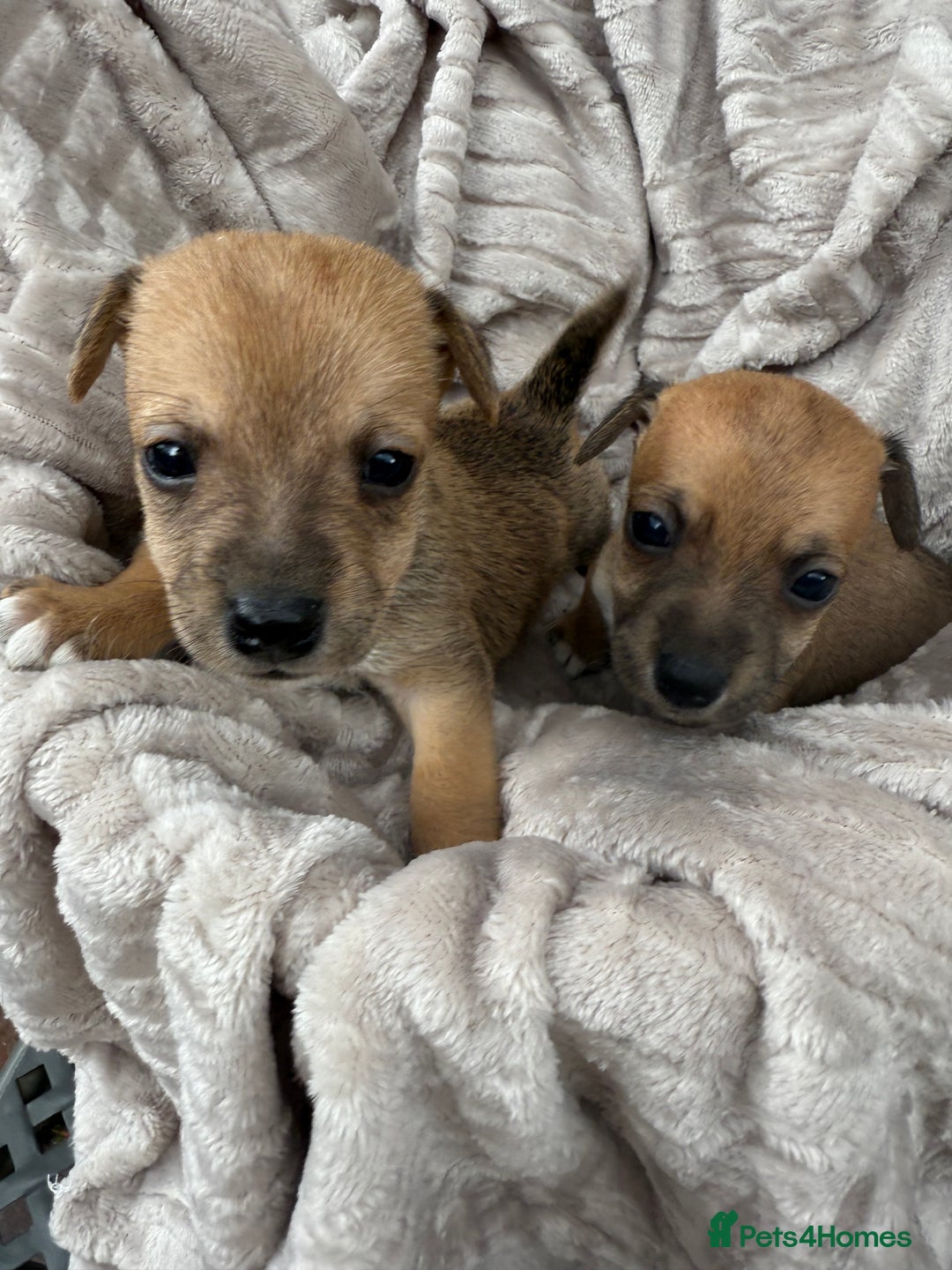 Jack Russell dogs for sale: Beautiful litter of jack Russell puppies  - Image 13
