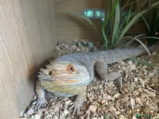 Bearded Dragon reptiles Rehoming Leo - Advert 2