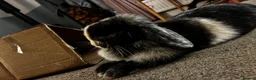Mini Lop rabbits for sale: Female Rabbit in Macclesfield - Advert 3