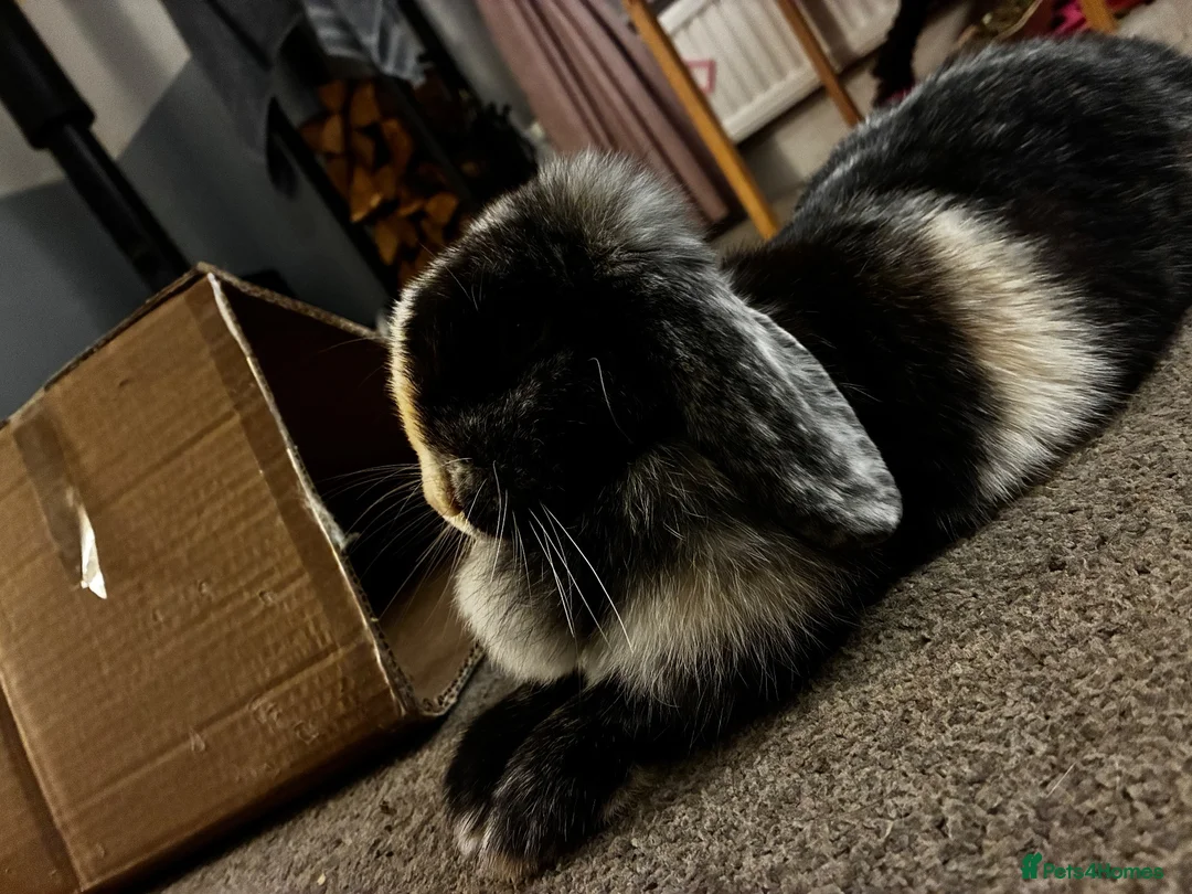 Mini Lop rabbits for sale: Female Rabbit in Macclesfield - Advert 3