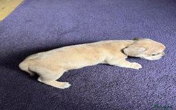 Mixed Breed dogs for sale: French wieners - Image 14