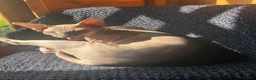 Sphynx cats for sale: Sphynx Female  - Advert 3