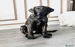 Mixed Breed dogs for sale: Kaizou  - Image 2