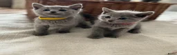Russian Blue cats for sale: PURE PEDIGREE RUSSIAN BLUE KITTENS INSTAGRAM STARS - Advert 10